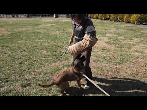 Trixi trained Adult Female Belgian Malinois