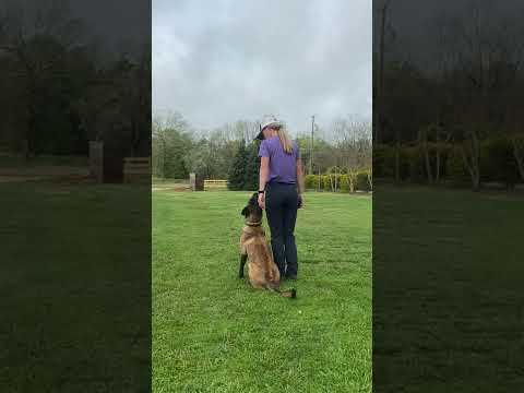 Fully Trained Adult Belgian Malinois