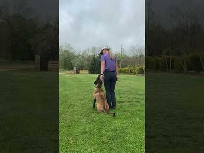 Fully Trained Adult Belgian Malinois