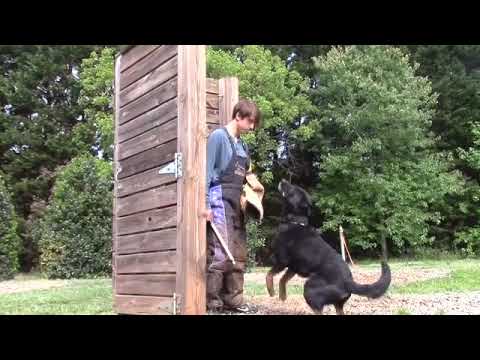 Trained Adolescent German Shepherds