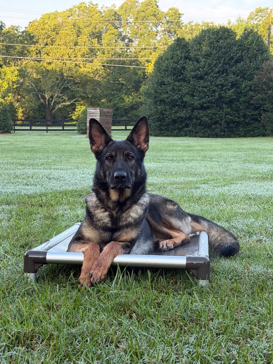 Quincy Adult Female German Shepherd - protectiondog.com