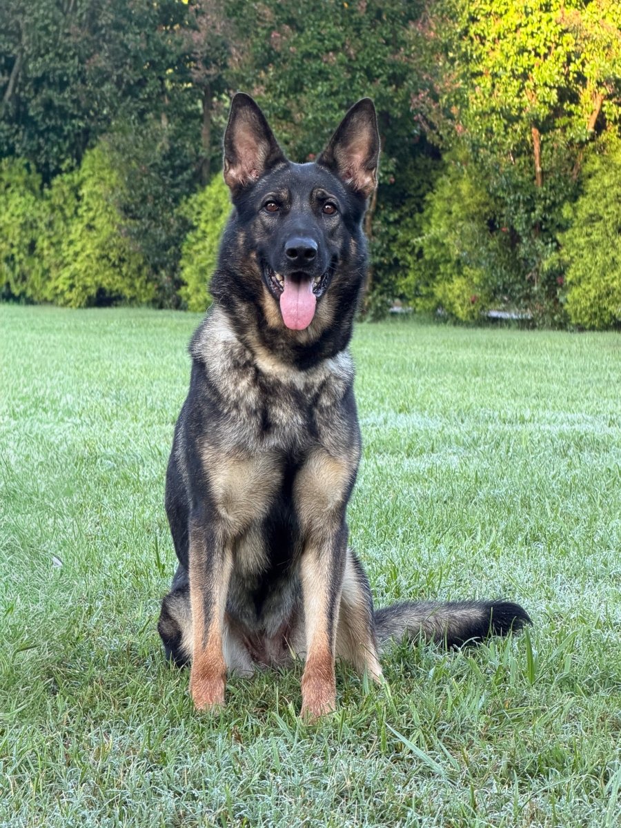 Quincy Adult Female German Shepherd - protectiondog.com