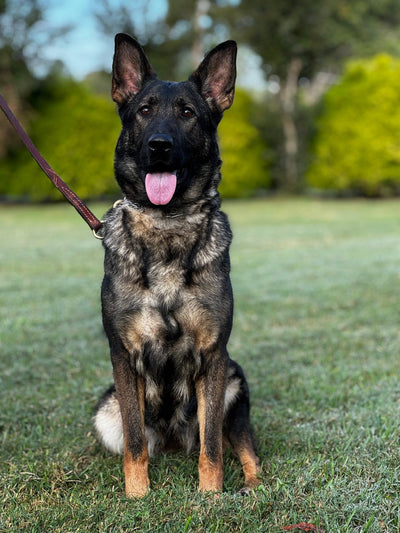 Tia - Trained Adult Female - protectiondog.com