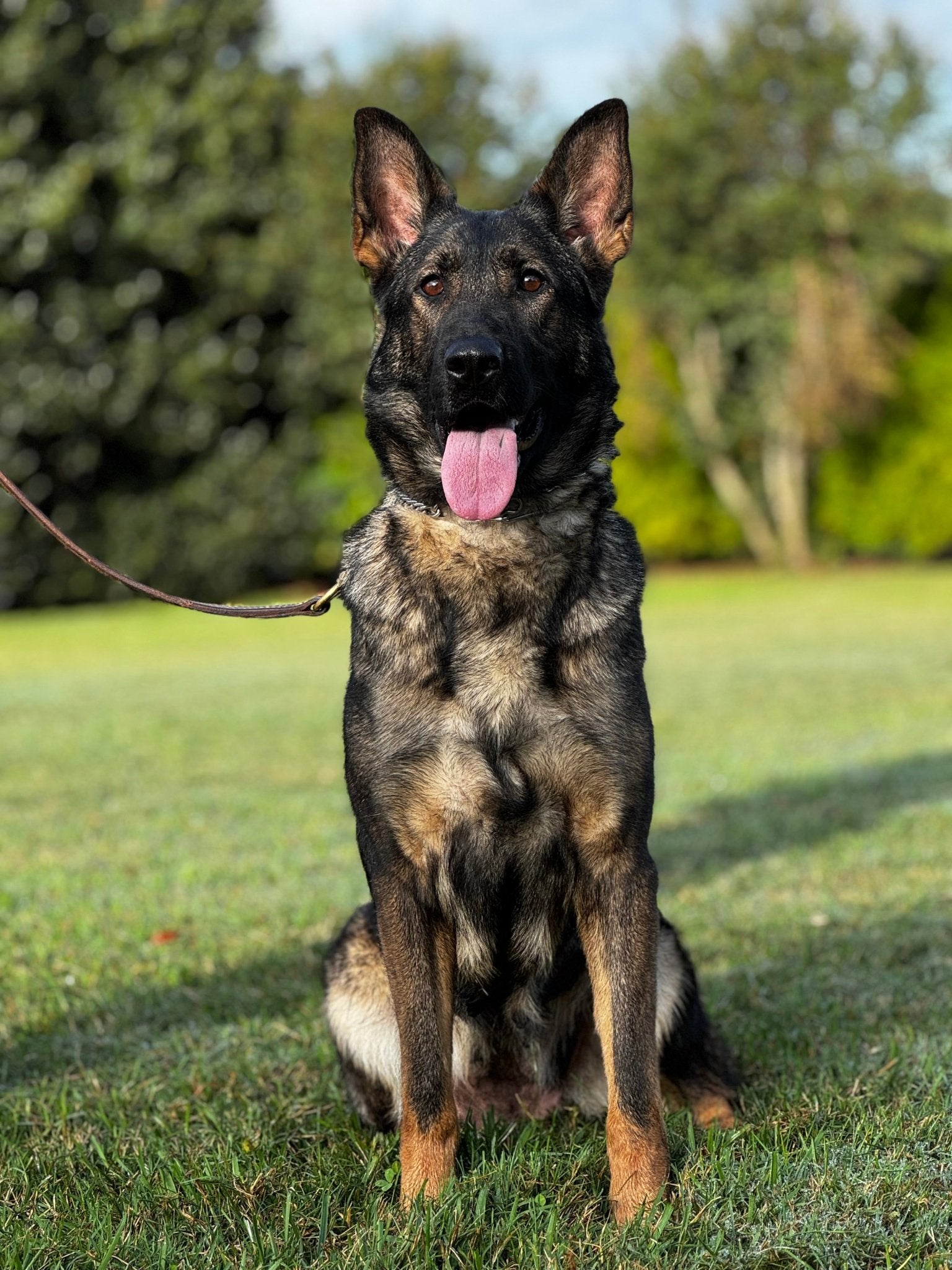 Tia - Trained Adult Female - protectiondog.com
