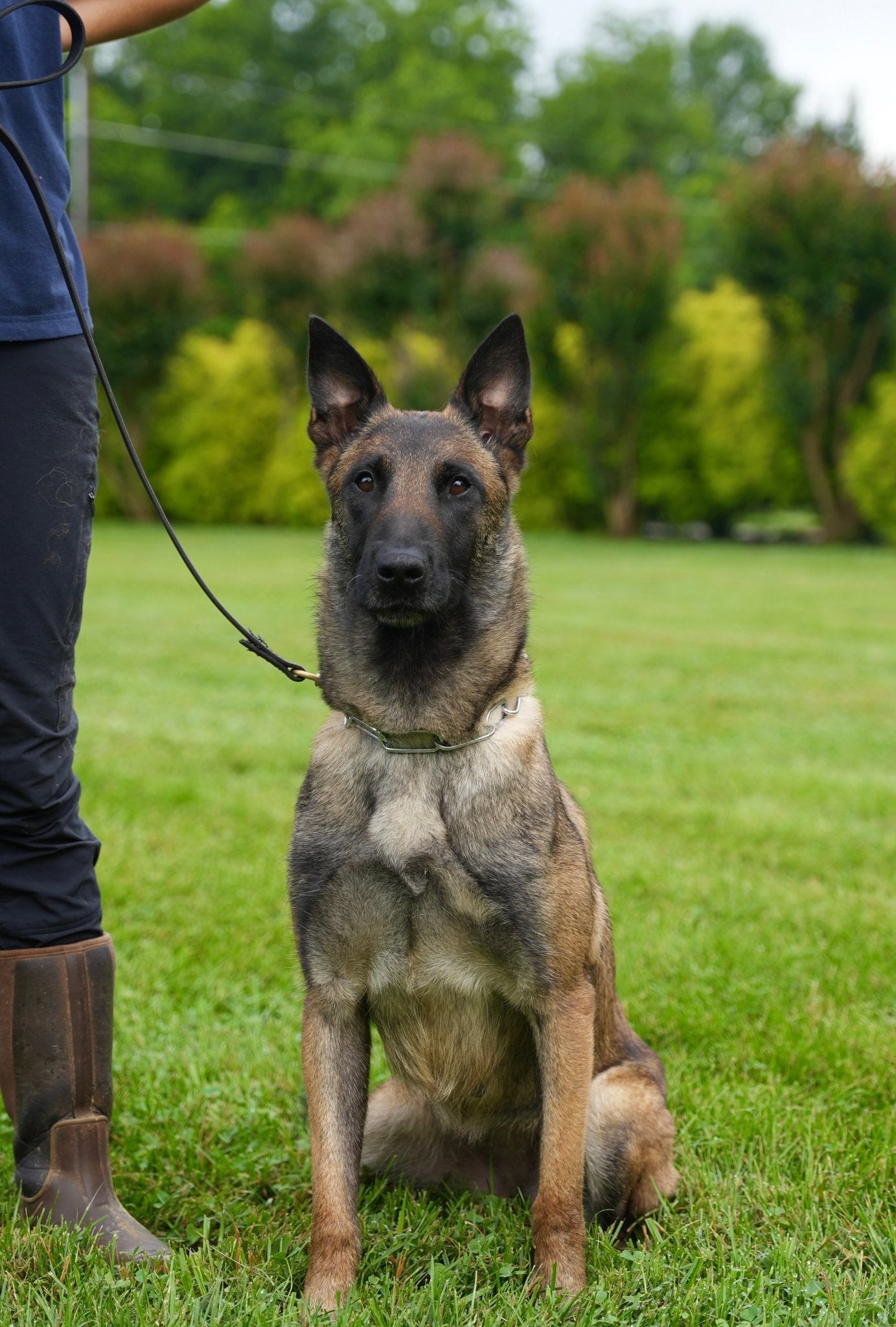 Trixi, trained adult female Belgian Malinois protection dog placed by Simanovich Protection Dogs