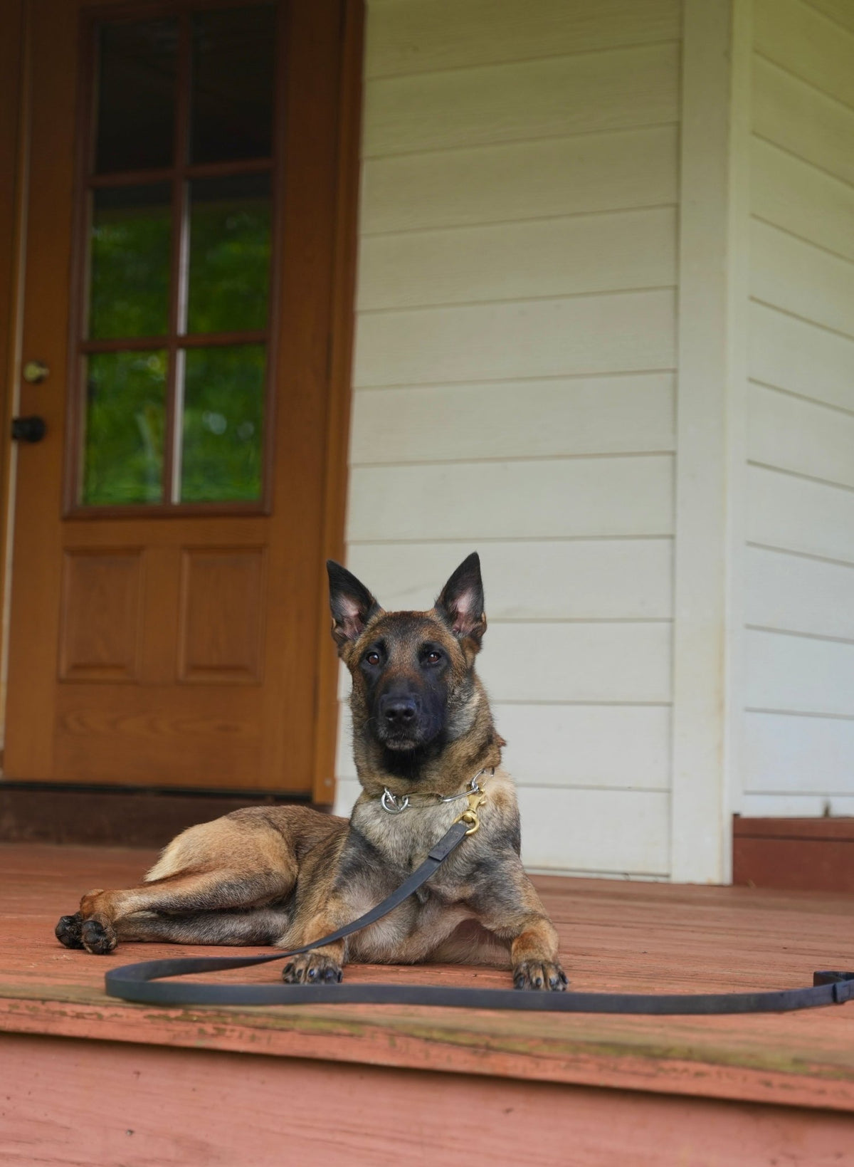 Trixi, trained adult female Belgian Malinois protection dog placed by Simanovich Protection Dogs