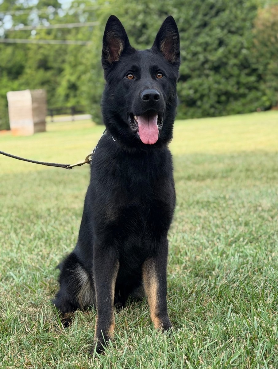 Xeno Adolescent Male German Shepherd - protectiondog.com
