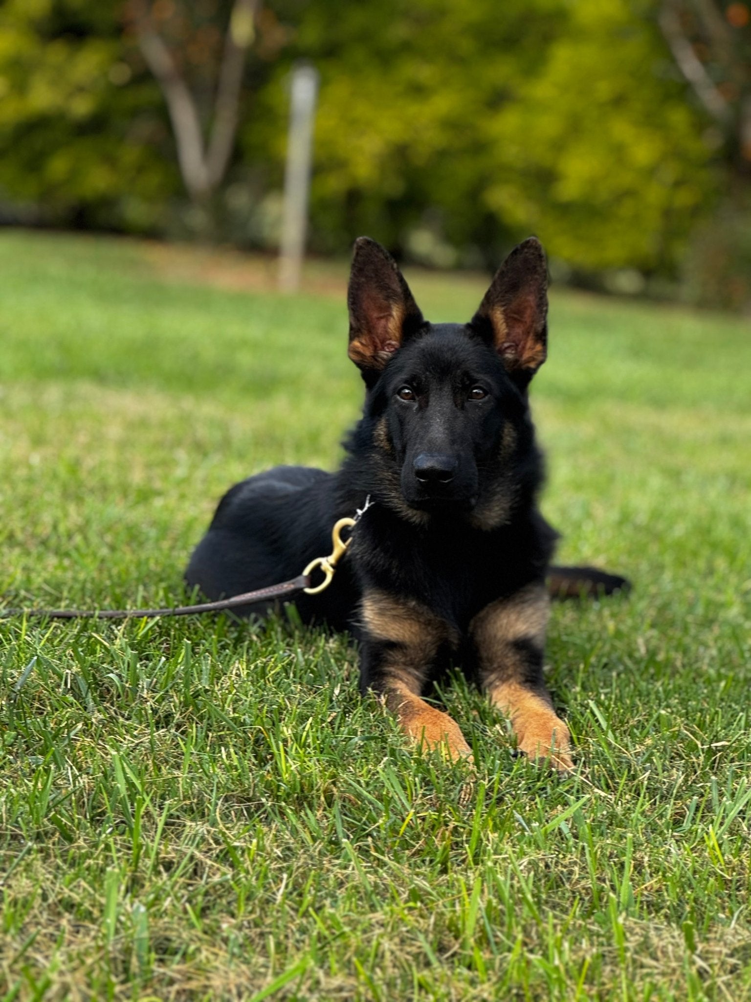 Z Males Trained Adolescents - protectiondog.com