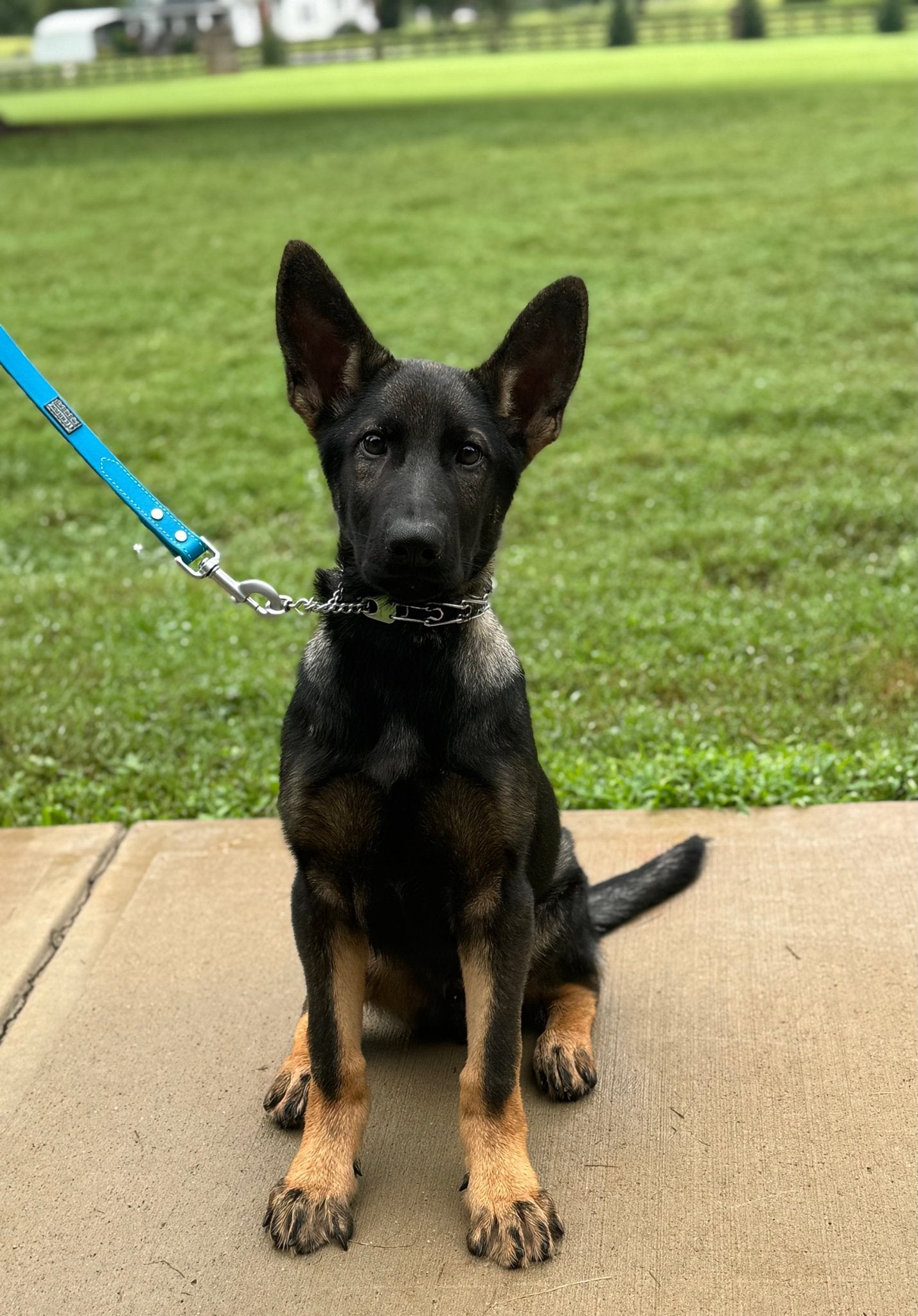 Z Males Trained Adolescents - protectiondog.com