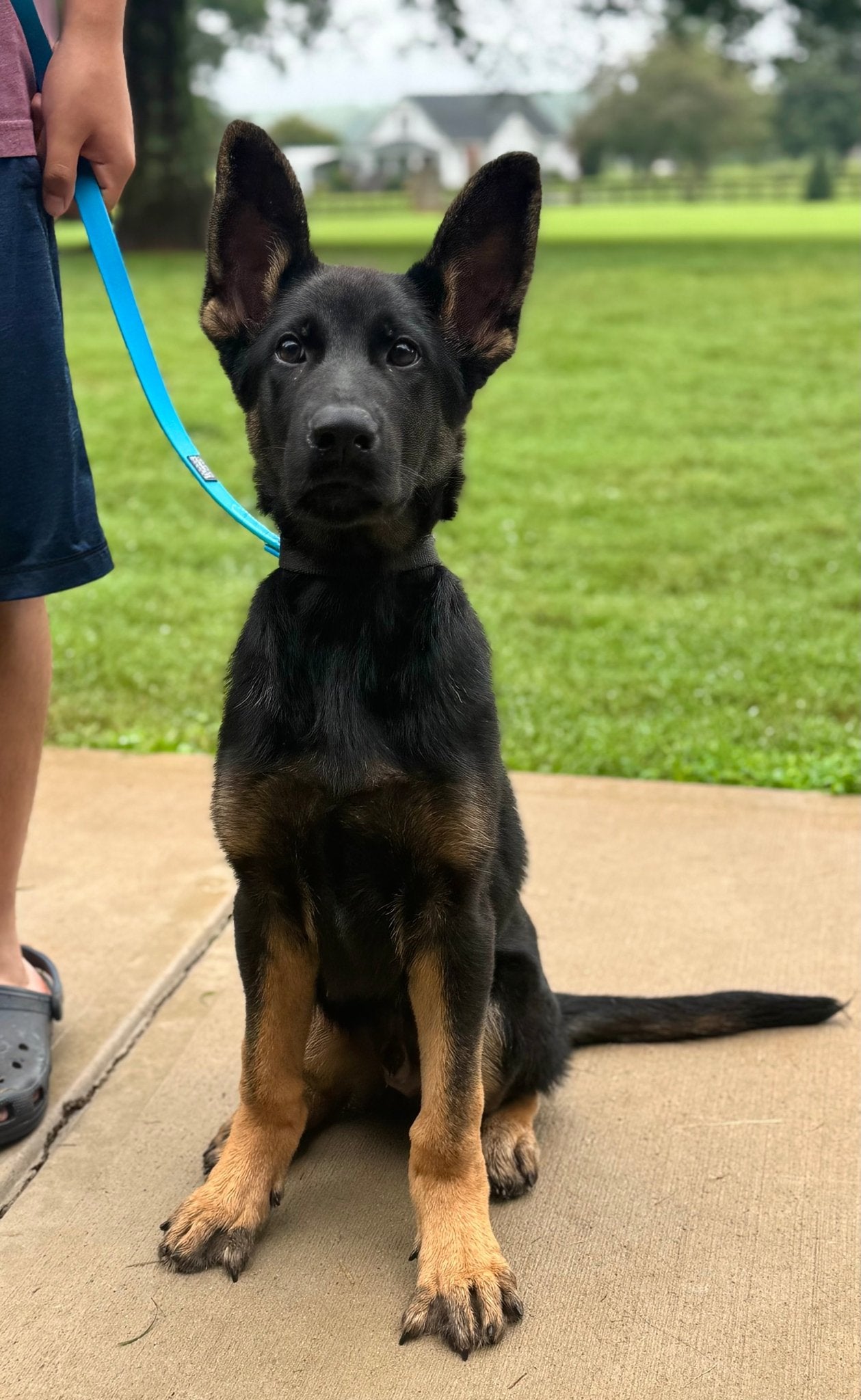 Z Males Trained Adolescents - protectiondog.com