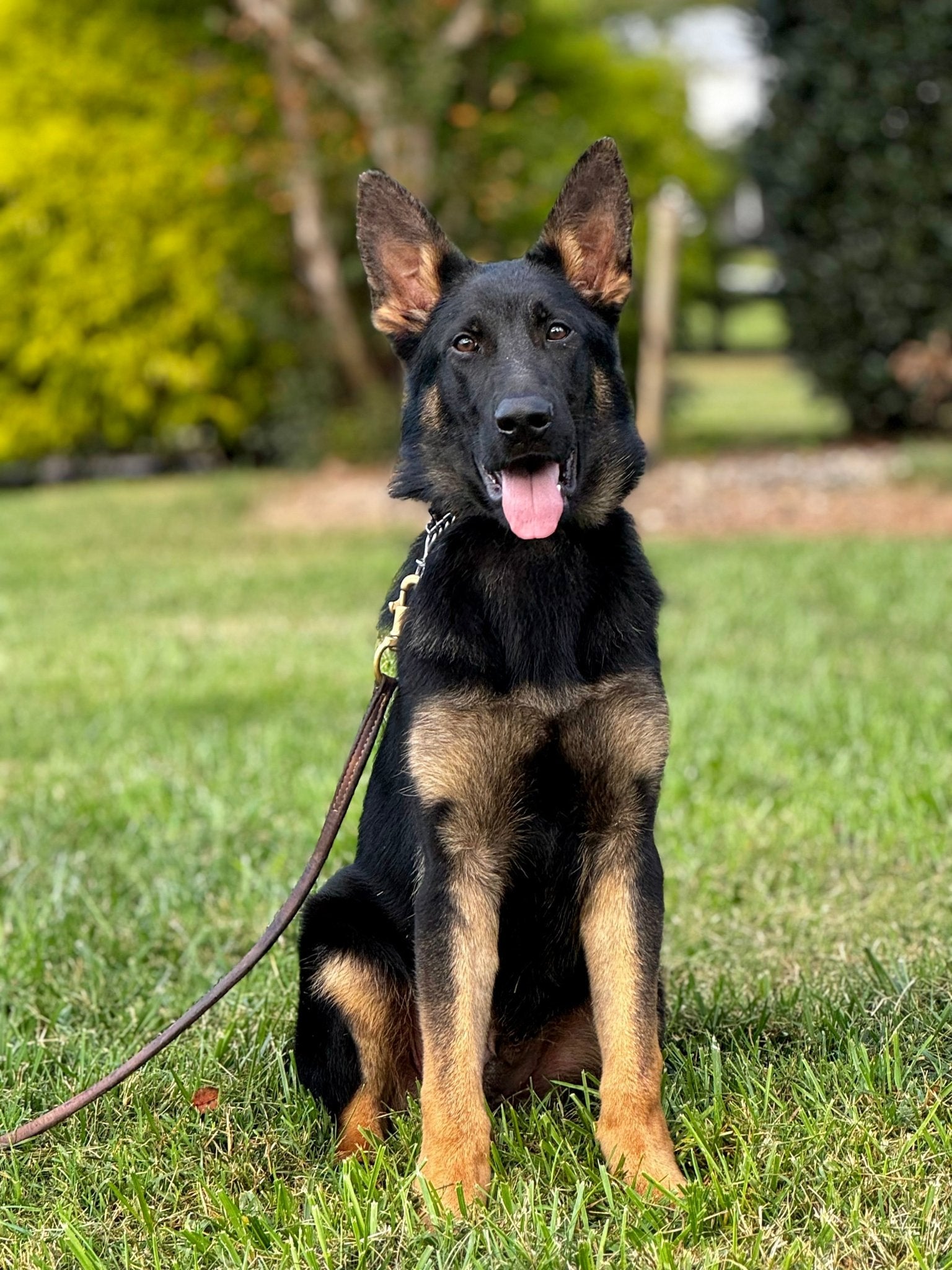 Z Males Trained Adolescents - protectiondog.com