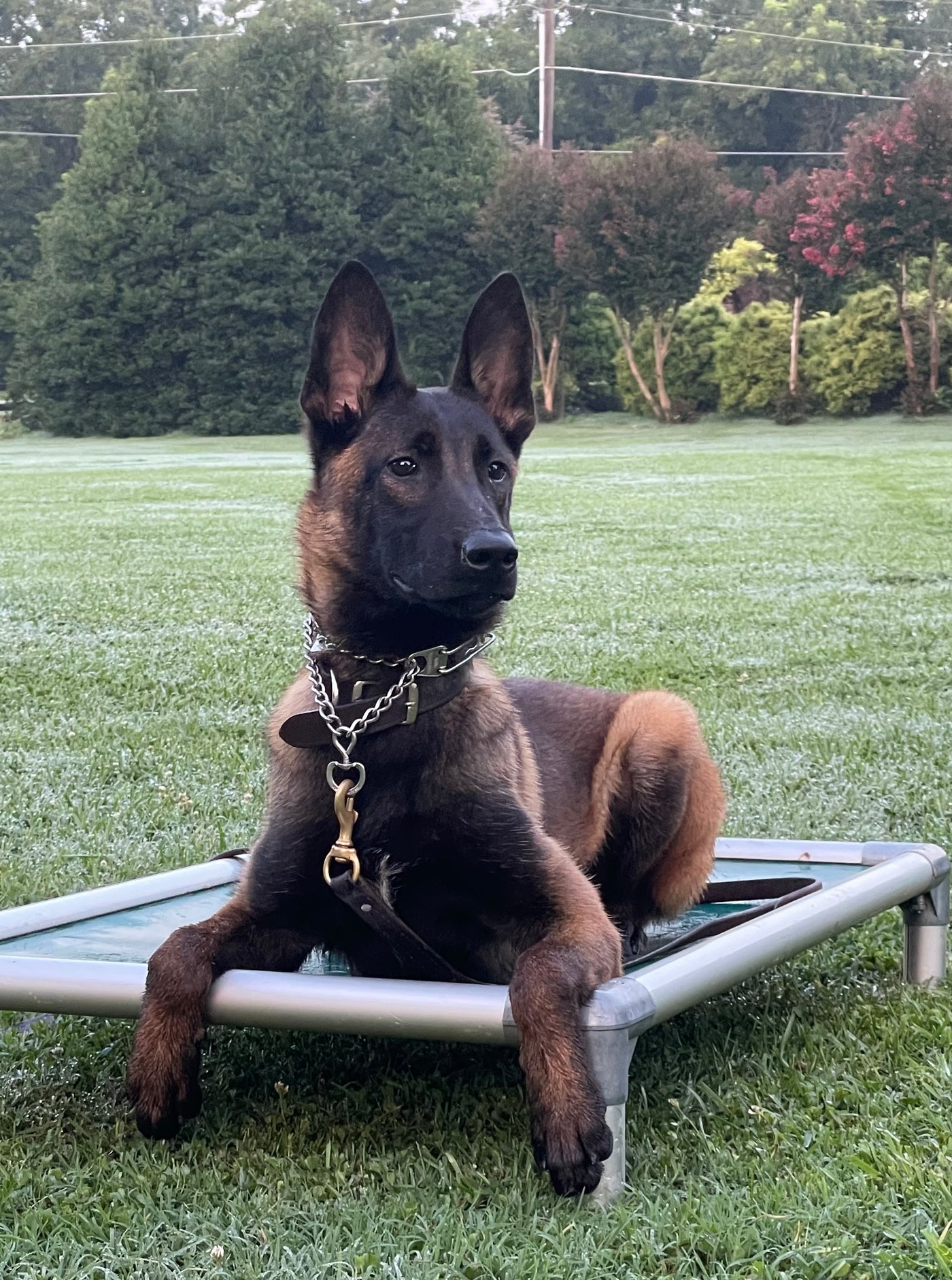 Imported belgian top malinois for sale