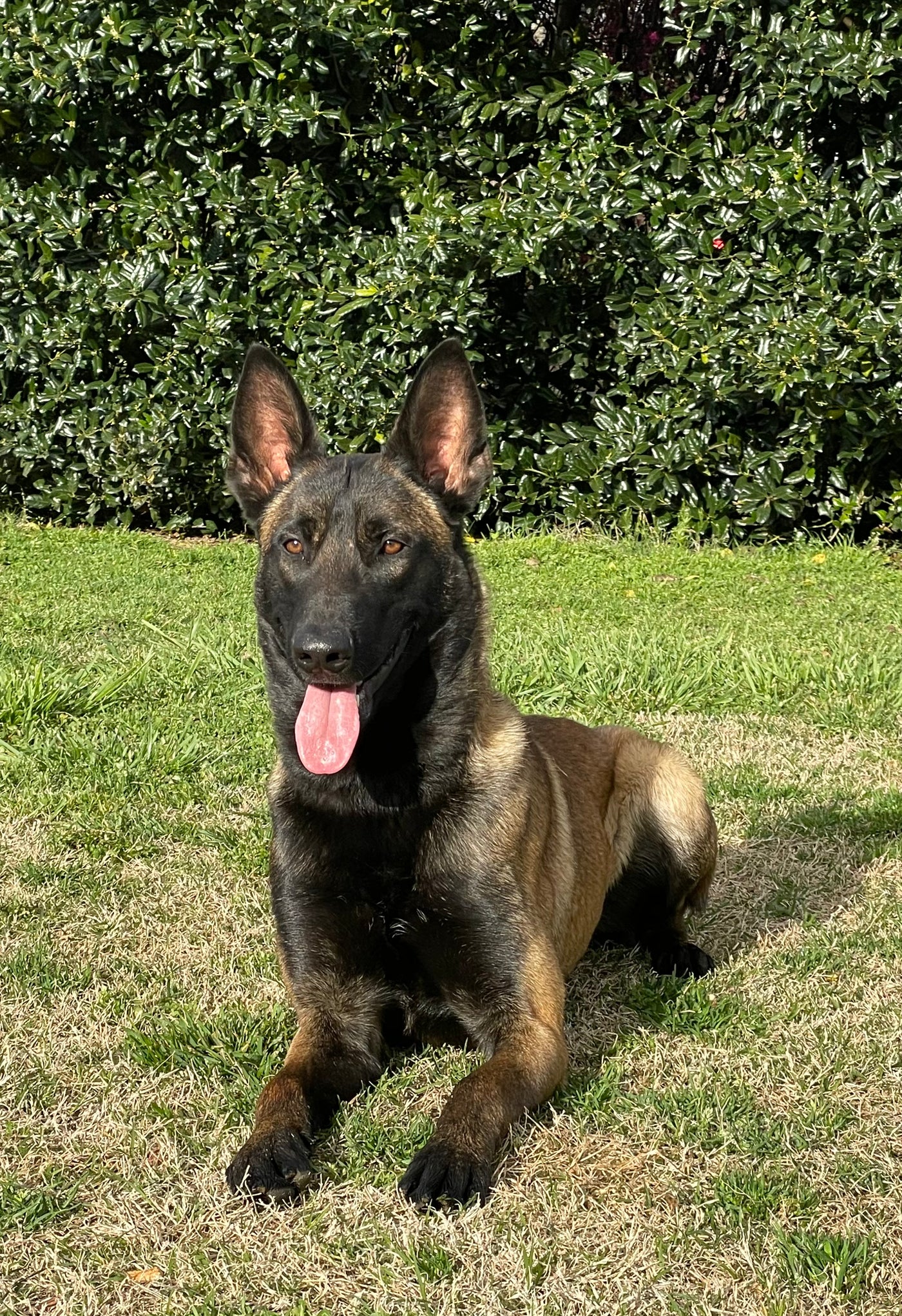 Fully trained belgian deals malinois