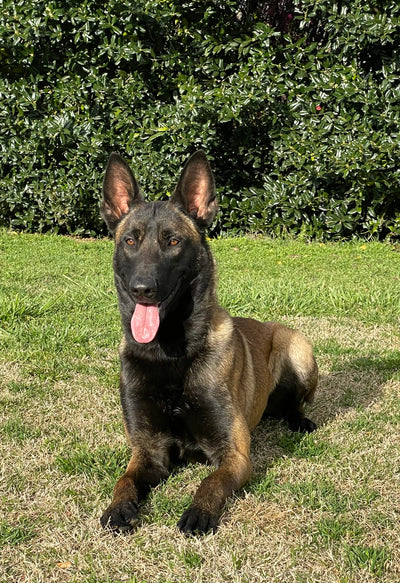 Fully Trained Adult Belgian Malinois