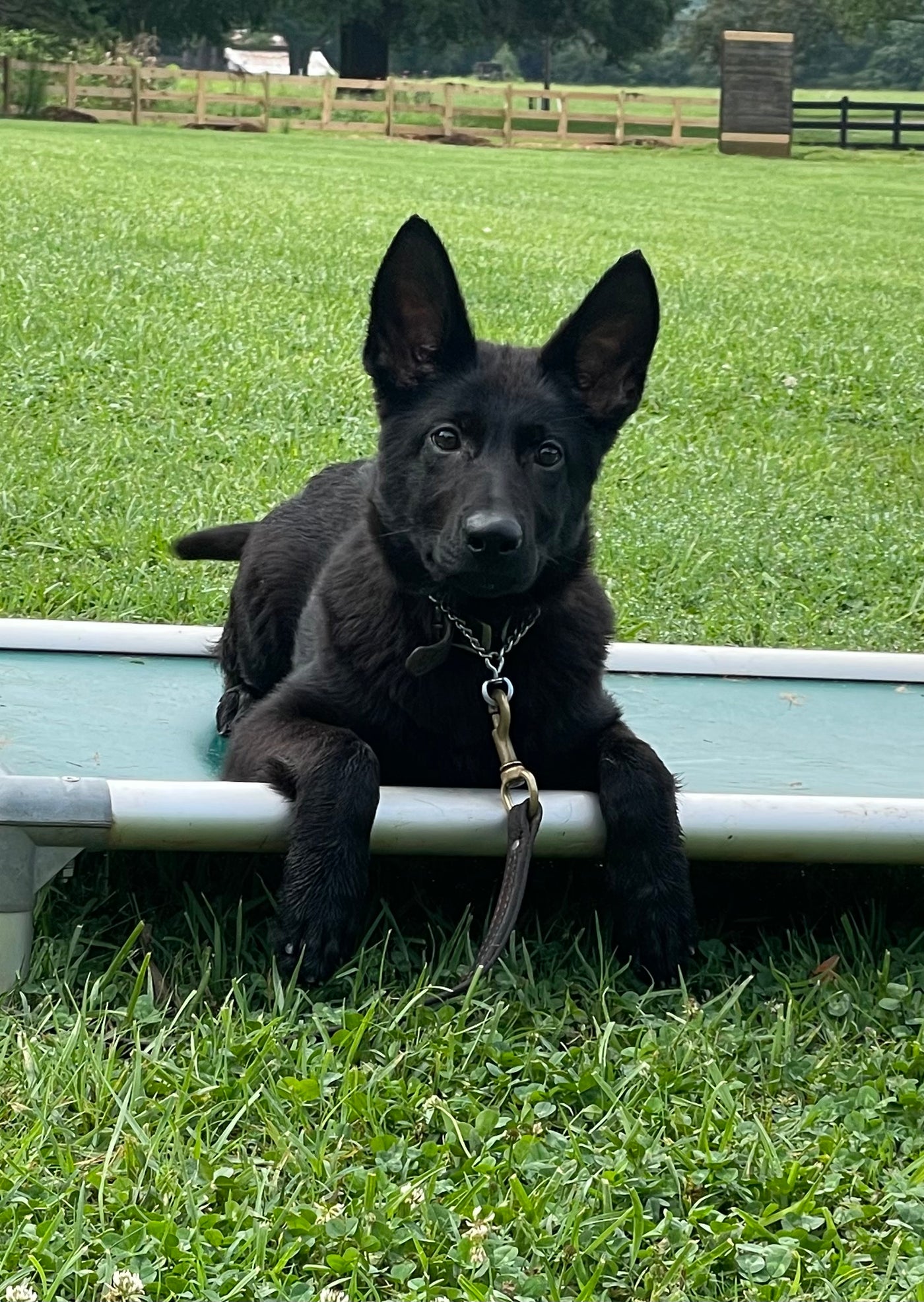 Baby black german deals shepherd