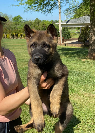 German Shepherd Puppies