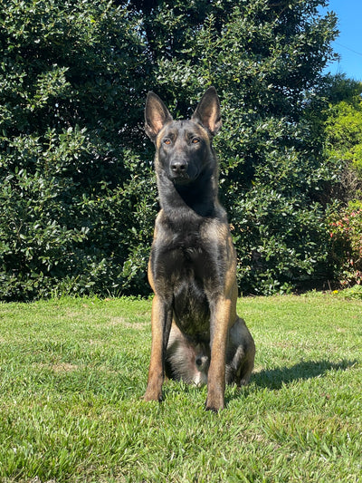 Fully Trained Adult Belgian Malinois