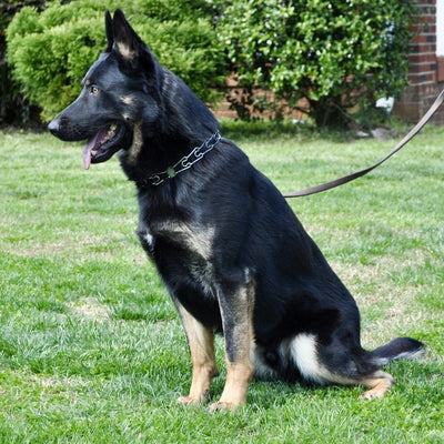 Becks - Fully Trained Young Adult - protectiondog.com