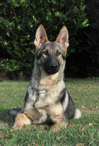 Elvis - Trained Protection Dog - protectiondog.com