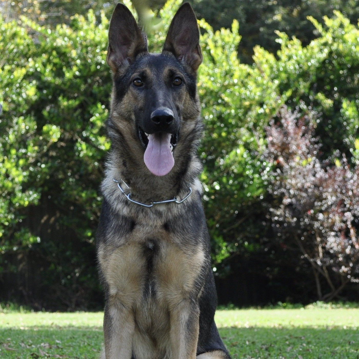 Emmy - Trained Protection Dog - protectiondog.com