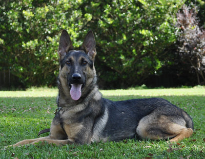Emmy - Trained Protection Dog - protectiondog.com