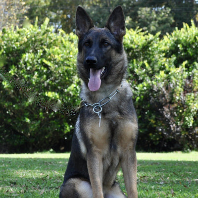 Eva - Trained Protection Dog - protectiondog.com