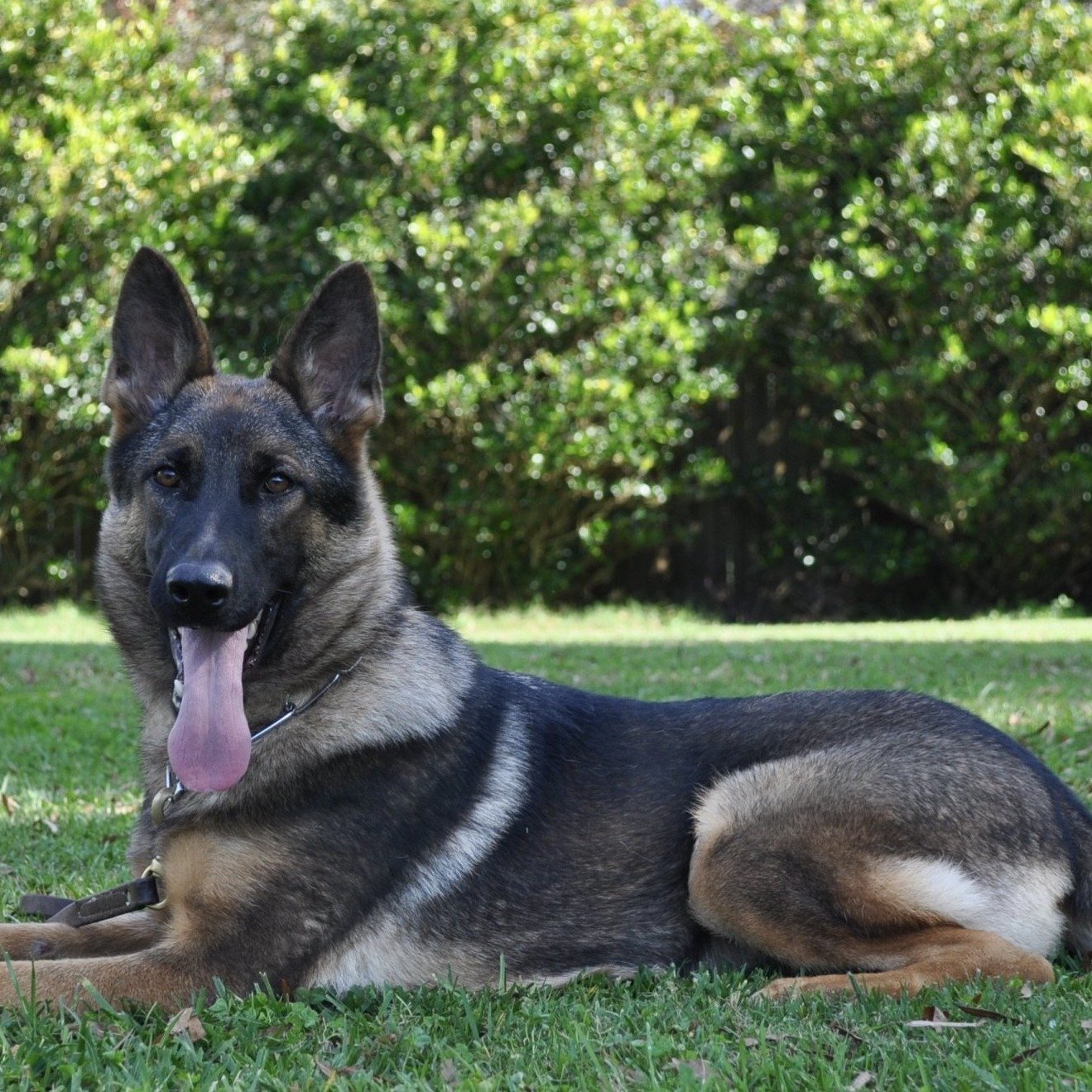 Eva - Trained Protection Dog - protectiondog.com