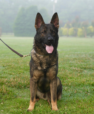 Featured Dog for August - protectiondog.com