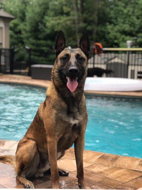 Fully Trained Adult Belgian Malinois - protectiondog.com