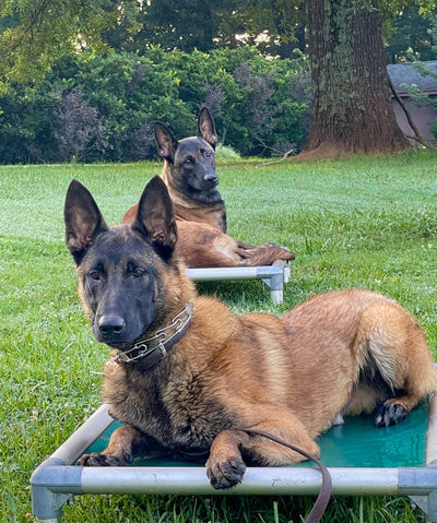 Fully Trained Adult Belgian Malinois - protectiondog.com