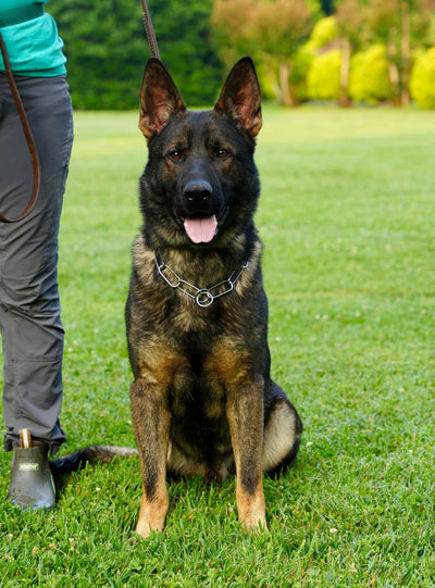 Fully Trained Adult German Shepherds - protectiondog.com