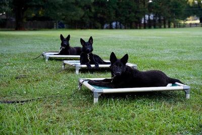 German Shepherd Puppies!! - protectiondog.com
