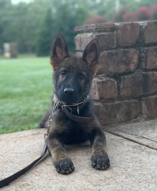 German Shepherd Puppies!! - protectiondog.com