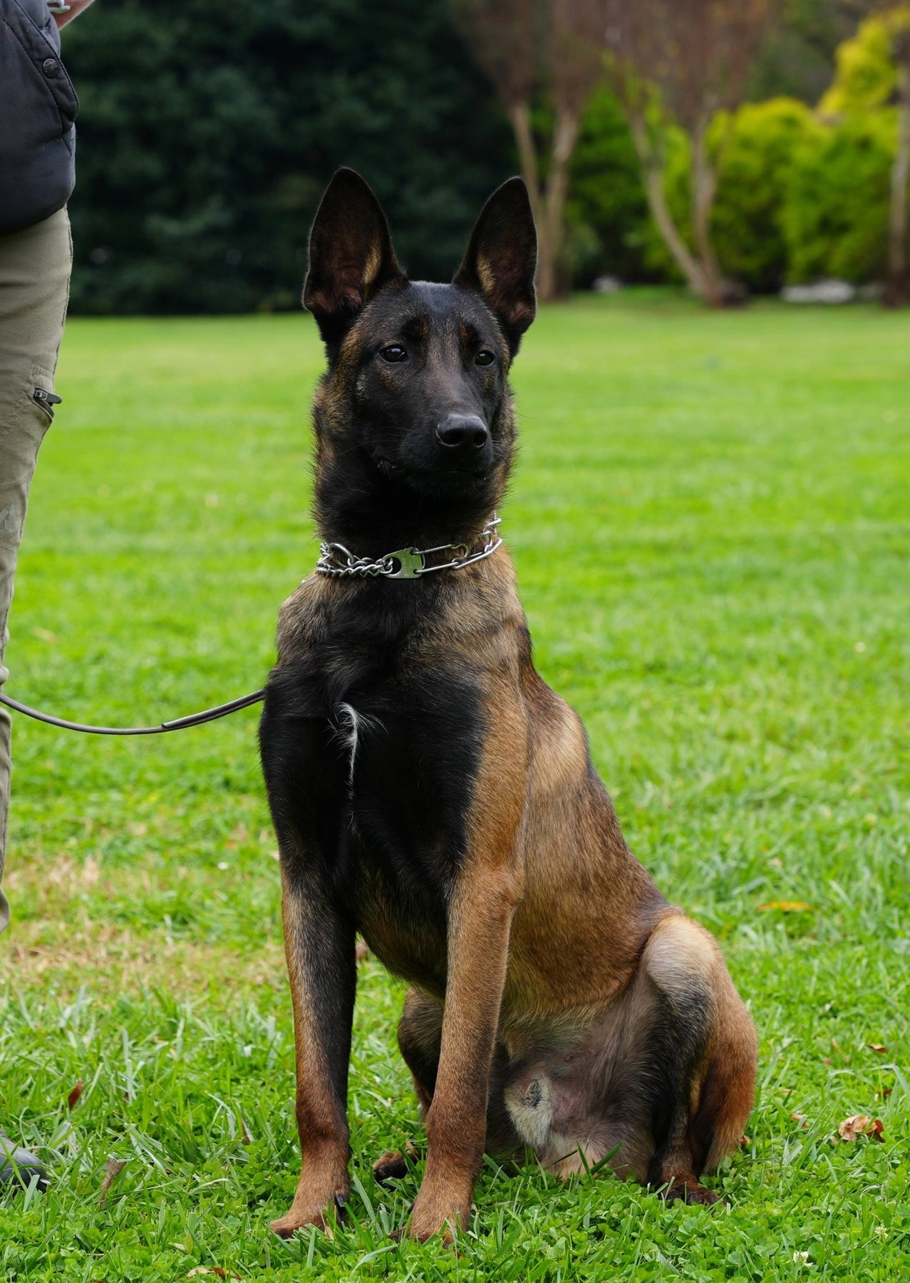 Trained Adolescent Belgian Malinois