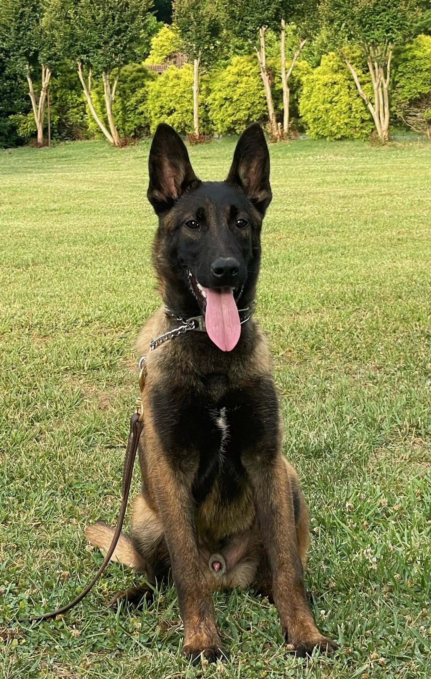 Trained belgian shop malinois for sale