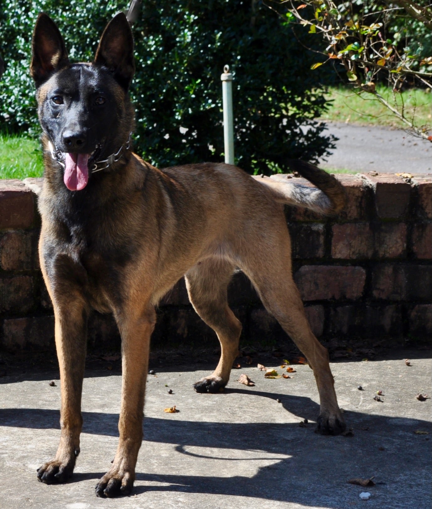 Trained Adolescent Belgian Malinois - protectiondog.com