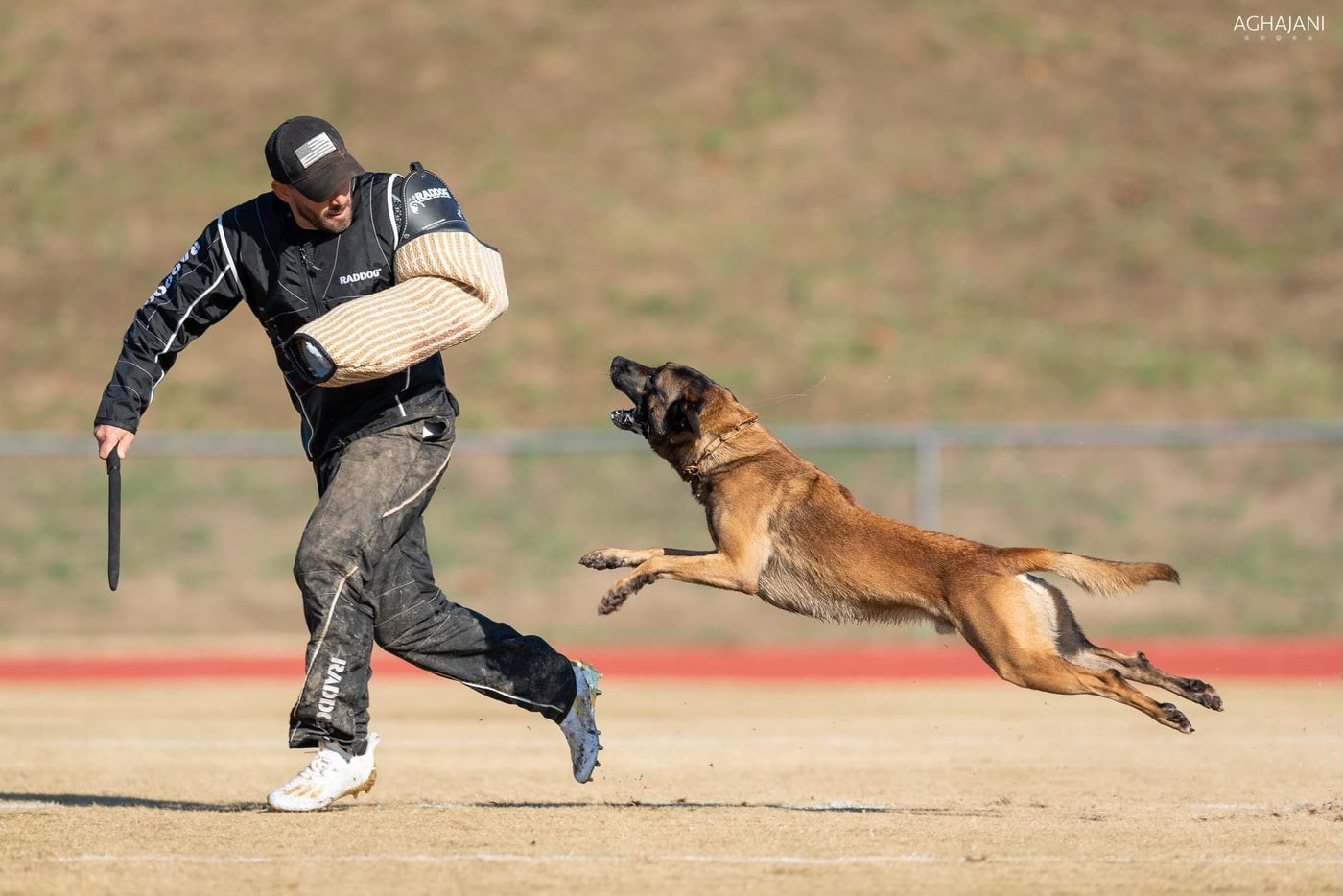 Trained Adolescent Belgian Malinois - protectiondog.com