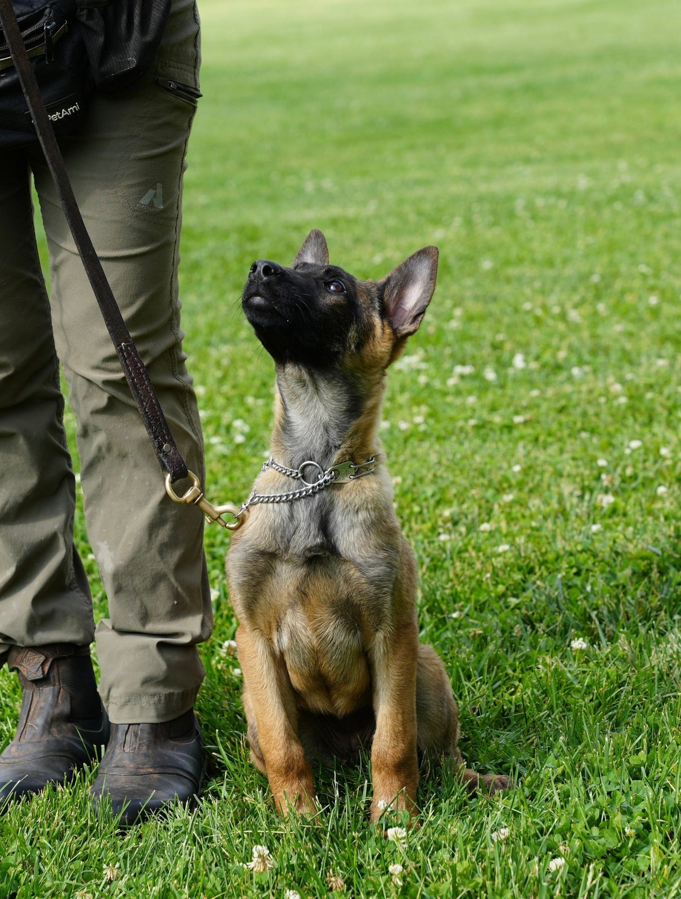 Trained Adolescent Belgian Malinois Black Belgian Malinois For Sale