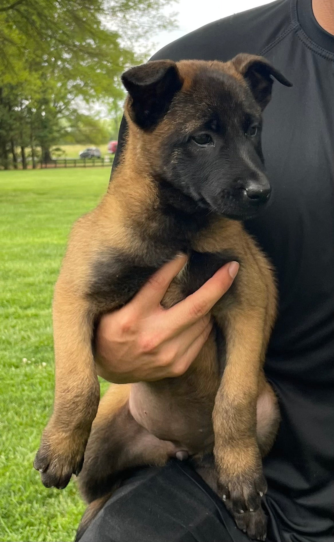 Trained Adolescent Belgian Malinois Black Belgian Malinois For Sale