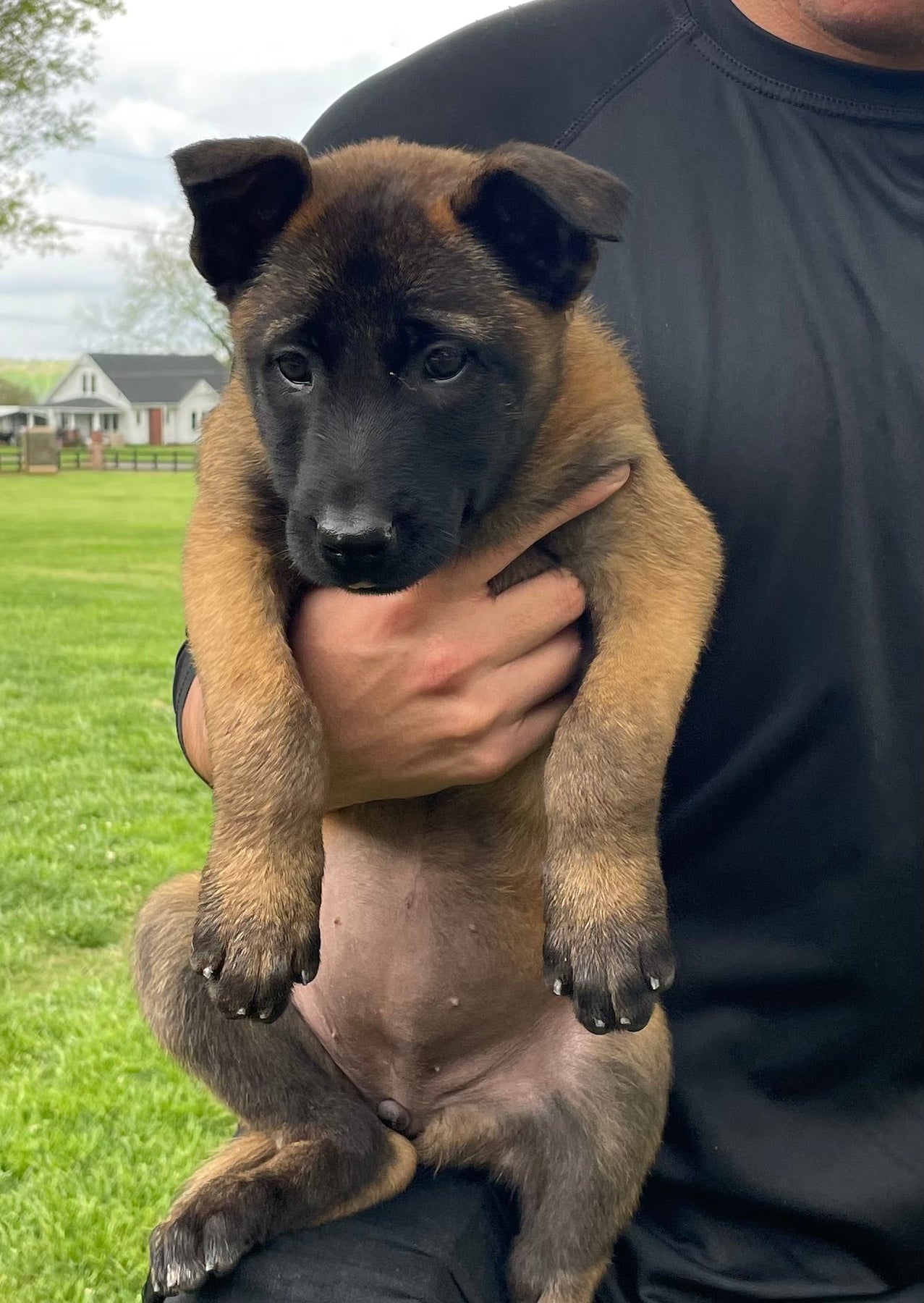Trained Adolescent Belgian Malinois Black Belgian Malinois For Sale