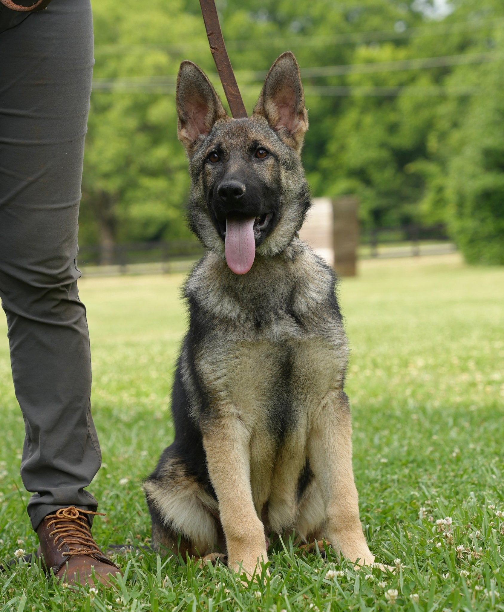 Trained Adolescent German Shepherds - protectiondog.com